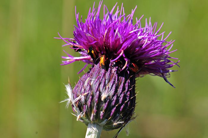 Graham's Thistle blooms from July or August to September or even October. Flowering responds well to heavy summer monsoon rainfall. Cirsium grahamii